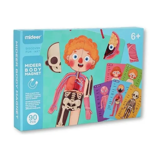 לוח מגנט גוף האדם מבית MIDEER